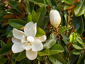 Wikipedia Blumensamen zur Aussaat – Wildblume Mischung – Traditionssorte & ohne Gentechnik Samen Hausgarten