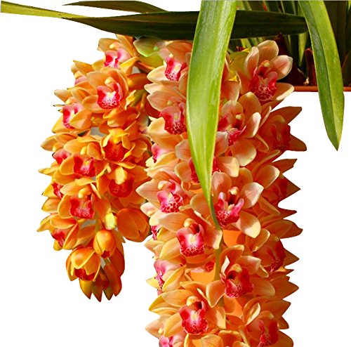 Multi Cymbidium Maxillaria Blumensamen zur Aussaat duftend Blüten Traditionssorte & ohne Gentechnik Samen Hausgarten