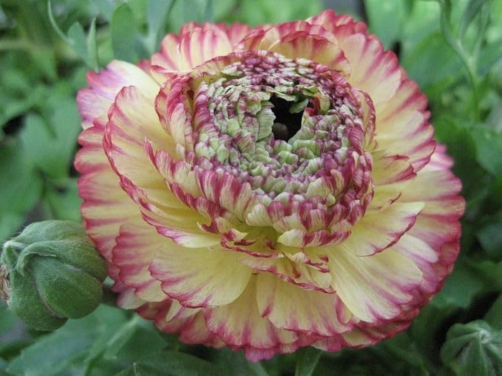 Braun Halbschatten Japanese ranunculus Blumensamen zur Aussaat – duftend Blüten – Traditionssorte & ohne Gentechnik Samen Hausgarten