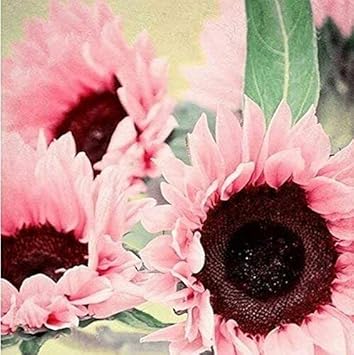 Bright rosa sunflower samen for anpflanzung - long bloom season, heirloom & gmo free samen for home gardens
 
 sale samen for home garten