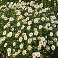 Weiß Paludosum Blumensamen zur Aussaat – Schnitt Blume beliebt – Traditionssorte & ohne Gentechnik Samen Hausgarten