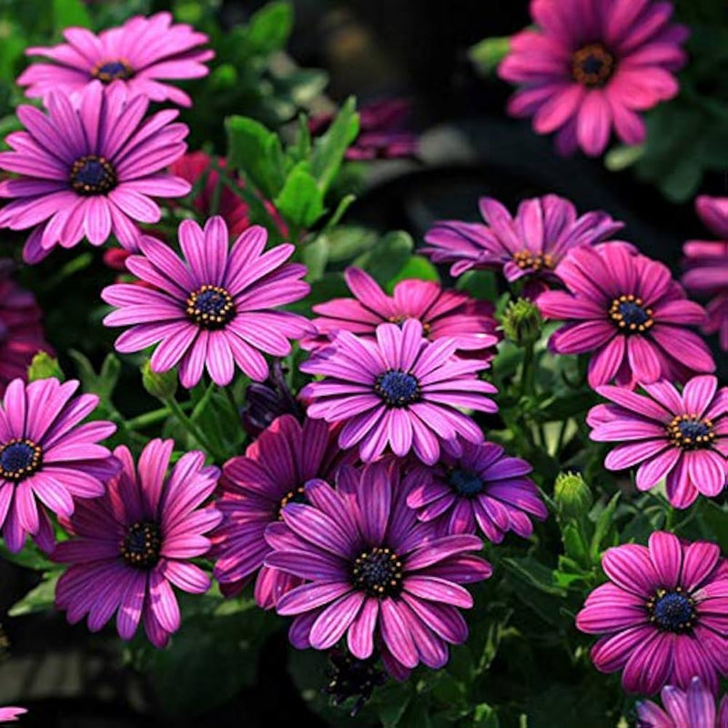 Afano blau-eyed osteospermum samen for indoor blumen