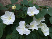 Browallia Cascade Snow Samen zur Aussaat Moon Garten Beds