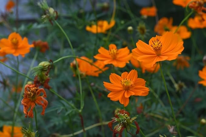 Cosmos orange sunshine for anpflanzung in blume bed