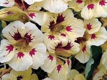 Cream ladybird blume samen for anpflanzung - wildflower mix, heirloom & gmo free samen for home garten
 
 sale samen for home garten