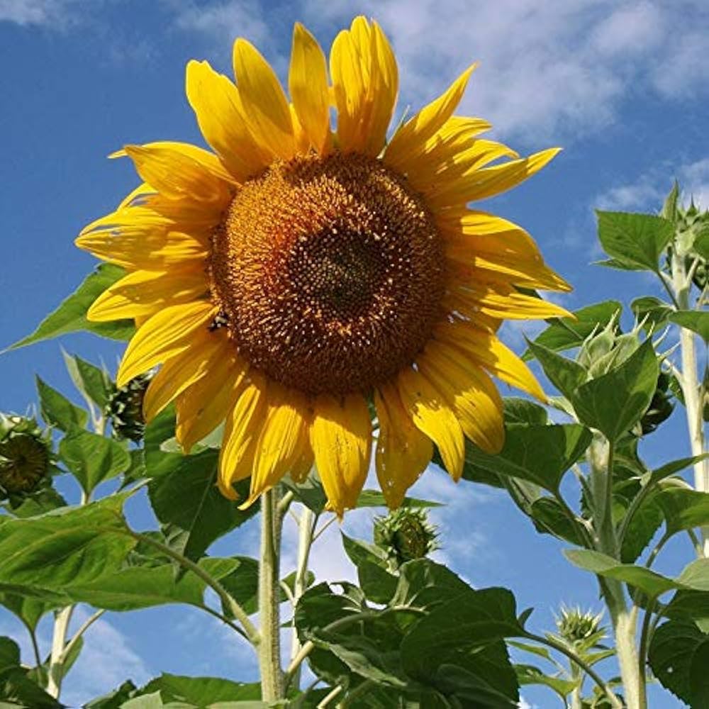 zwergwüchsig Sonnenblume Samen – Miniature Sonnenblumen Series (40cm Height)