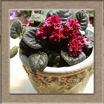 Rot african violet blume samen for anpflanzung - bright blooms, heirloom & gmo free samen for home garten
 
 sale for anpflanzung in home garten