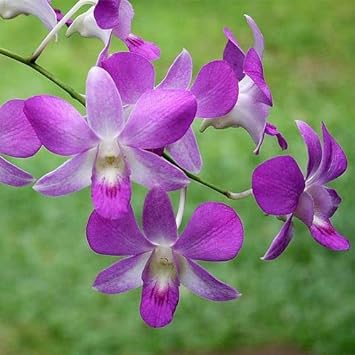 Dendrobium (dendrobium blume) samen for anpflanzung in home garten
