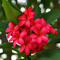 dunkel Rosa Frangipani Blumensamen zur Aussaat – Landhaus Garten wichtig – Traditionssorte & ohne Gentechnik Samen Hausgarten