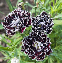Schwarz Weiß Nelke Blumensamen zur Aussaat Bestäuber freundlich Traditionssorte & ohne Gentechnik Samen Hausgarten