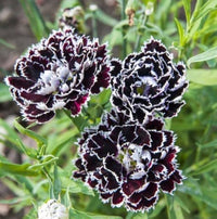 Schwarz Nelke Blumensamen zur Aussaat sonnenliebend Traditionssorte & ohne Gentechnik Samen Hausgarten