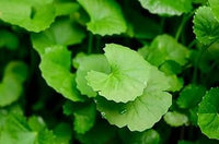 centella asiatica centella asiatica samen für pflanzung für Kräuterpflanze garden