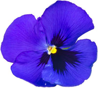 Navy Blau Swiss riesig Ullswater Lila Blumensamen mehrjährig Garten Design