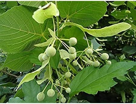 American basswood tree samen for anpflanzung - long bloom season, heirloom & gmo free samen for home garten
 
 sale samen for home garten