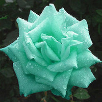 Sea Grün Rose Blume Aussaat – Samen Exquisite Blüten Garten