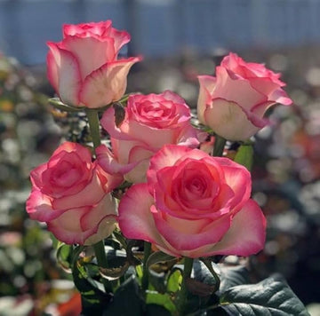Rosa rose rugosa samen for hardy, fragrant rose blooms