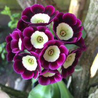 Lila Schlüsselblume Blumensamen zur Aussaat – sonnenliebend – Traditionssorte & ohne Gentechnik Samen Hausgarten