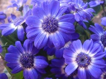 Lila iberidifolia blume samen for anpflanzung - vibrant colors, heirloom & gmo free samen for home garten
 
 sale samen for home garten