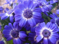 Lila iberidifolia blume samen for anpflanzung - vibrant colors, heirloom & gmo free samen for home garten
 
 sale samen for home garten