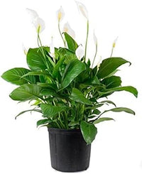 Grün spathiphyllum blume samen for anpflanzung - easy to grow, heirloom & gmo free samen for home garten
 
 sale samen for anpflanzung in home garten