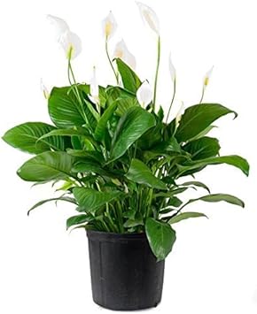 Grün spathiphyllum blume samen for anpflanzung - easy to grow, heirloom & gmo free samen for home garten
 
 sale samen for anpflanzung in home garten