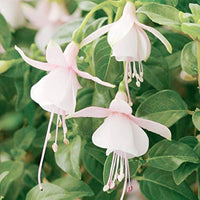 Fuchsie Lantern Blumensamen einzigartig – hängend Garten Blüten