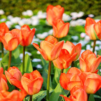Tulpe Orange Blumensamen zur Aussaat – Drought verträglich – Traditionssorte & ohne Gentechnik Samen Hausgarten