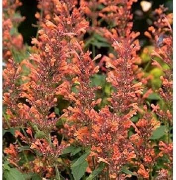 Orange agastache navajo blume samen for anpflanzung - pollinator friendly, heirloom & gmo free samen for home garten
 
 sale samen for anpflanzung in home garten