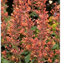 Orange agastache navajo blume samen for anpflanzung - pollinator friendly, heirloom & gmo free samen for home garten
 
 sale samen for anpflanzung in home garten