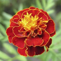 Multi-colored marigold blume samen for anpflanzung - drought tolerant, heirloom & gmo free samen for home garten
 
 sale for anpflanzung in home garten.
