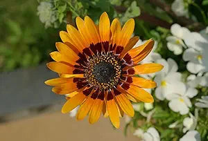 Orange Prince Venidium Samen ausdrucksstark Orange Blumen