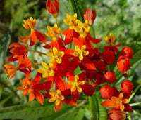 Asclepias Asperula Antelope Horns Samen zur Aussaat Asclepias asperula Wildblume Gärten und Schmetterling Gärten