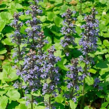 Semillas blume samen for anpflanzung garten favorite heirloom & gmo free samen for home garten 
 
 sale samen for home garten anpflanzung