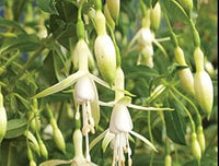 Grün weiß fuchsia samen for anpflanzung, heirloom non-gmo blumen for home garten
 
 sale samen for home garten