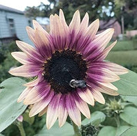Cream violet sunflower samen for anpflanzung - compact growth, heirloom & gmo free samen for home garten
 
 sale for anpflanzung in home garten