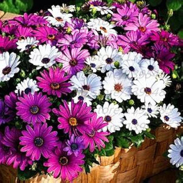 African blau eyed daisy osteospermum samen for blume töpfen