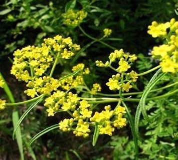 Gelb thorowax blume samen for anpflanzung - cottage garten essential, heirloom & gmo free samen for home garten
 
 sale for anpflanzung in home garten.