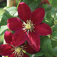 Kastanienrot Waldrebe Blumensamen zur Aussaat robust Sorte Traditionssorte & ohne Gentechnik Samen Hausgarten