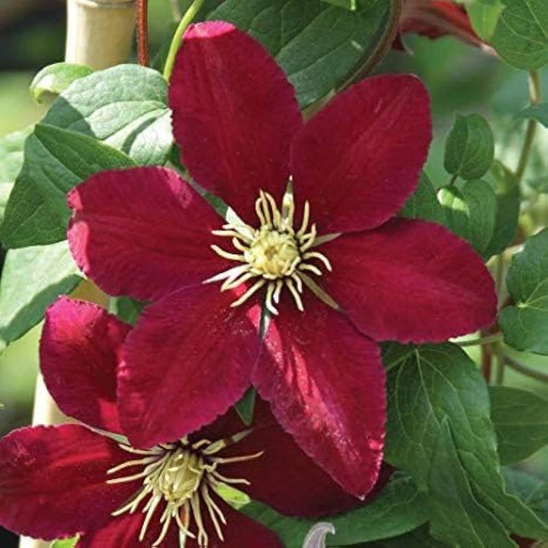 Kastanienrot Waldrebe Blumensamen zur Aussaat robust Sorte Traditionssorte & ohne Gentechnik Samen Hausgarten
