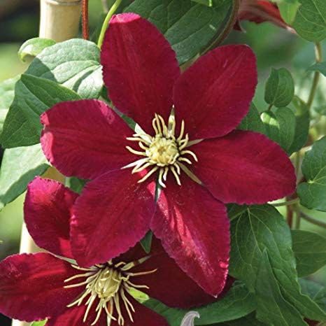 hell Rot Waldrebe Blumensamen zur Aussaat leuchtend Blüten Traditionssorte & ohne Gentechnik Samen Hausgarten