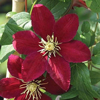 hell Rot Waldrebe Blumensamen zur Aussaat leuchtend Blüten Traditionssorte & ohne Gentechnik Samen Hausgarten