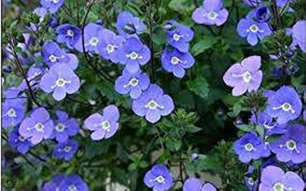 Veronica Repens Creeping Speedwell Samen zur Aussaat Bodendecker Lawn