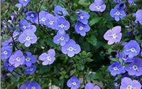 Veronica Repens Creeping Speedwell Samen zur Aussaat Bodendecker Lawn