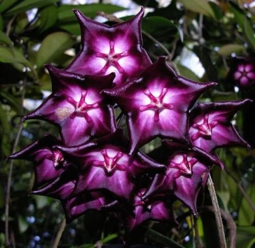 Lila Weiß Hoya Carnosa Blumensamen zur Aussaat Wildblume Mischung Traditionssorte & ohne Gentechnik Samen Hausgarten