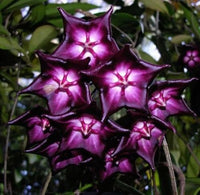 Lila Weiß Hoya Carnosa Blumensamen zur Aussaat Wildblume Mischung Traditionssorte & ohne Gentechnik Samen Hausgarten