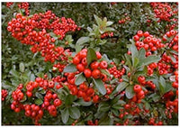Rot Pyracantha Fortuneana Blumensamen zur Aussaat – farbenfroh Schau – Traditionssorte & ohne Gentechnik Samen Hausgarten