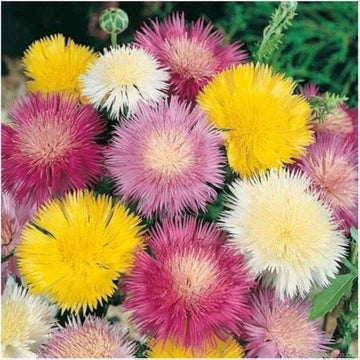 Gemischt Acacia mehrjährig Blumensamen zur Aussaat kompakt Wuchs Traditionssorte & ohne Gentechnik Samen Hausgarten