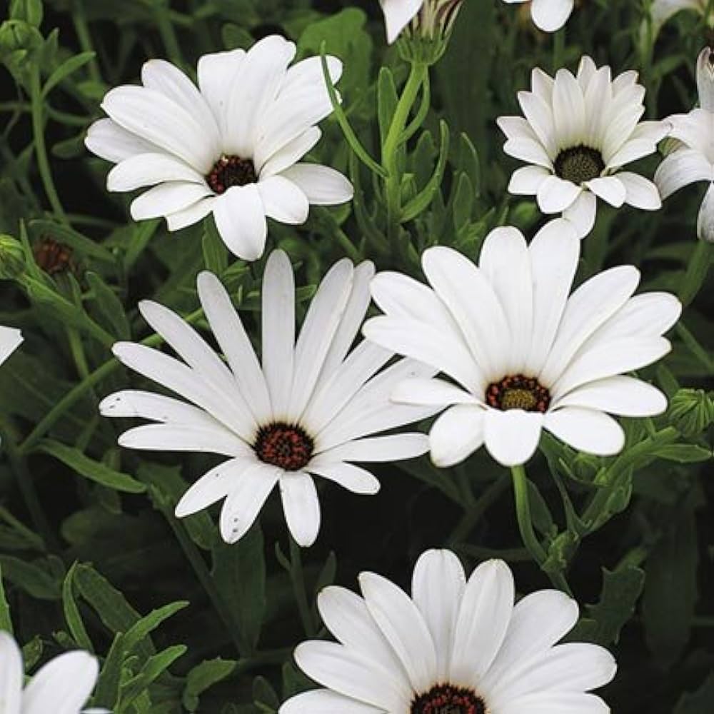 Weiß African Daisy Samen leuchtend – lang-blühend Blumen