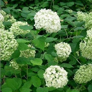 Weiß grün hydrangea blume samen for anpflanzung - premium quality, heirloom & gmo free samen for home garten
 
 sale for anpflanzung in home garten