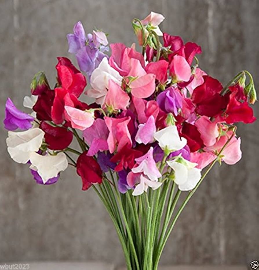 Mammoth choice mix sweet pea for anpflanzung in blume bed